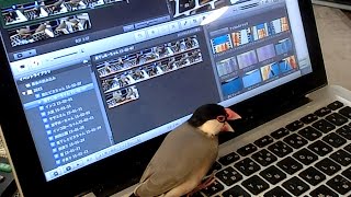 文鳥動画 監督桜文鳥ほーちゃんに注意される編集さん