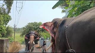 മച്ചാട് ഗോപാലൻ നും മച്ചാട് ധർമൻ ആനയും പുരത്തിന് മുമ്പ് ഒരു കുളി വെള്ളം കുടിയും