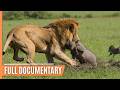 Explore the Clash of the Titans - Lions vs. Hyenas, a Fight for Territory | Full Documentary