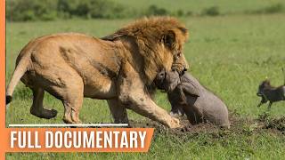 Explore the Clash of the Titans - Lions vs. Hyenas, a Fight for Territory |  Doc