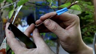 Grafting Apples