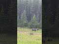 Bear Sightings  Jasper, Alberta, Canada