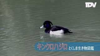 キンクロハジロ　とくしま生き物図鑑