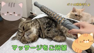 ♯97 マッサージをご所望の猫が順番待ち♪人気のマッサージ店開業？！