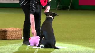 Crufts Factor Final -- Crufts 2013