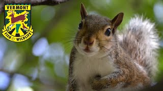 Scat and Track Squirrel S2E3 - Gray Squirrel