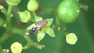 30秒の心象風景9524・小さな花に～ノブドウ～