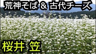 満開そば畑の荒神そば＆飛鳥時代チーズケーキ【奈良 桜井笠】