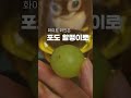 와인 초보 101 1편 레드와인과 화이트와인 차이점