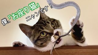 猫のしつけ？お座りをマスターした猫！子猫を迎えた人は、見てみて！【キジトラ白】