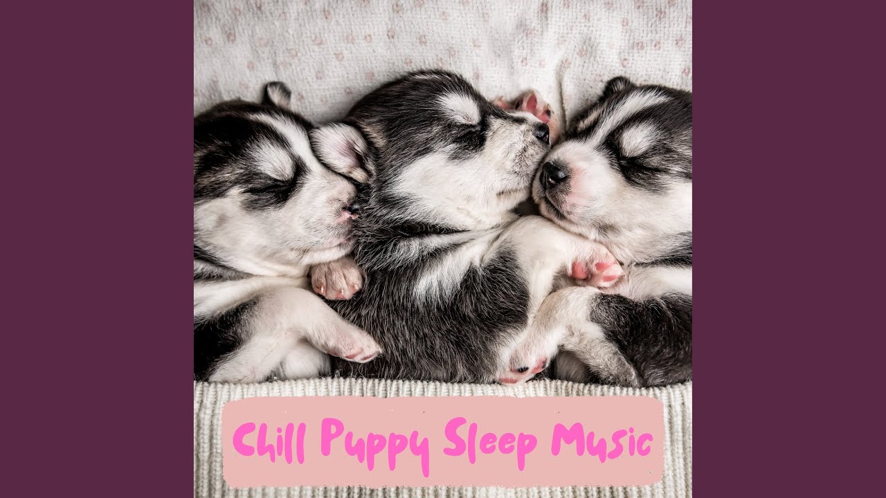 Calm Chill Puppy Sleep Music Youtube