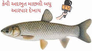 જોવો કેવી આ અદભૂત માછલી ક્યારે નહી જોઈ હોય બધુ આરપાર દેખાય એવી માછલી #ગુજરાતીસમાચાર #live