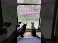 ネコと子ネコとおじさん　窓際ニャルソック　 shorts cat cats 猫 ねこ ニャルソック 黒猫 クロネコニャー ねこのいる生活 保護猫 猫動画