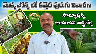 కత్తెర పురుగు మొక్కజొన్న పంటను ఆశించిందా || Fall Army Worm Control techniques in maize || Evusam Tv