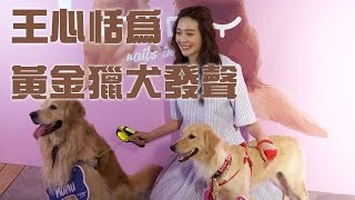 王心恬為黃金獵犬發聲 愛犬Mumu 梅子可愛翻天