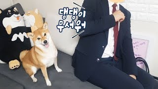 개 무서워하는 친구가 시바견 만났을때 반응 / 곰이탱이 / shibainu