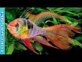 10 Peces más coloridos del mundo