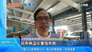 養殖減、疫情緩需求增　濕烏魚卵價飆25年新高｜三立新聞台