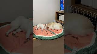 今日も仲良く眠る白柴姉妹 #shorts #柴犬多頭飼い #柴犬 #白柴 #豆柴 #豆白柴 #柴犬子犬 #パピー #おもしろ動画犬 #かわいい犬 #添い寝 #仲良し姉妹 #癒し