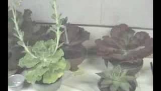 InterCity Cactus Show - part 1 of 3