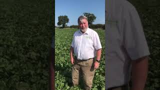 AminoA FLO treated Sugar Beet