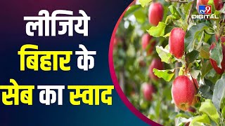 लीजिये Bihar के सेब का स्वाद, एक फसल के बाद अगले 25 सालों तक तोड़ा जायेगा Apple | Begusarai | #TV9D