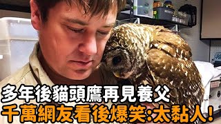 男人救下昏迷貓頭鷹，多年後再相見，網友看了爆笑：此鳥太黏人！#車禍 #男人 #貓頭鷹 #重逢 #報恩 #動物