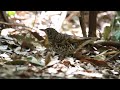 white s thrush