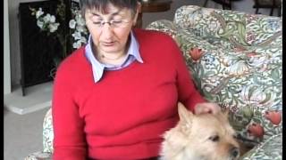 Sunny's Story - Diagnosing and caring for a Norwich Terrier dog with brachycephalic syndrome