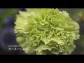 【flower 05】 マクロレンズ　花のマクロ動画撮影