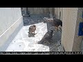 5-22-23 What it's like being the mom to Peregrine Falcon chicks...