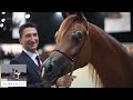 ajman arabian horse championship 2025 class ssc