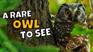 All About the Rare Boreal Owl and How to Find One