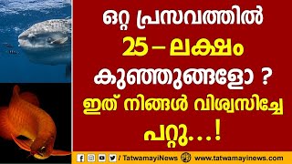 ഒറ്റ പ്രസവത്തിൽ 25-ലക്ഷം കുഞ്ഞുങ്ങളോ? ഇത് നിങ്ങൾ വിശ്വസിച്ചേ പറ്റു