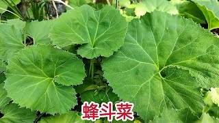 农村蜂斗菜又叫“南瓜三七”，毒蛇叫见了都害怕，你的家乡有吗？