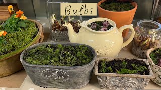 Bulbs - container ideas and planting in the ground!