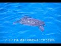 クンジェイぬ海★沖永良部島