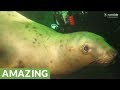 Gigantic sea lions play with scuba divers