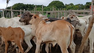 FEIRA DO GADO EM SÃO BENEDITO CEARÁ DIA 08/02/2025