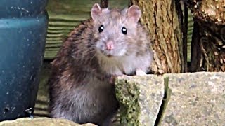 Cute wild rat steals bird food from my garden. Filmed on Nikon Coolpix P510 (low light)