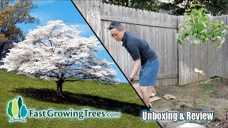 White Dogwood Tree from FastGrowingTrees.com | Order, Plant, Review