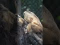 howler monkeys spotted 4k nature wildlife