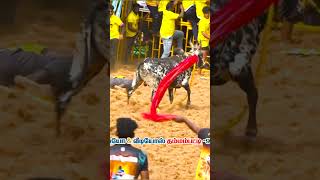 அருமையான காளை அருமையான விளையாட்டு  #jallikattu #trending #shorts