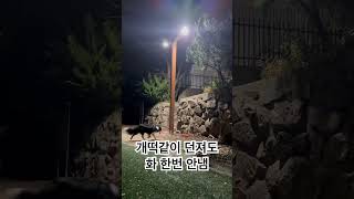 사실은 천사견 일수도 있는 보더콜리