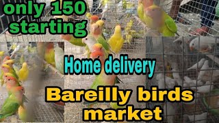 Bareilly birds market sale bajri Love bird coaktail etc