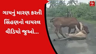 Junagadh Viral Video: ગાયનું મારણ કરતી સિંહણનો વાયરલ વીડિયો જુઓ...