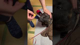 撫でると耳がピコる犬 #shorts #dog #犬