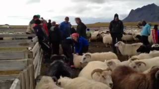 2012 Sheep Rettir in Iceland - The Sorting of the Sheep