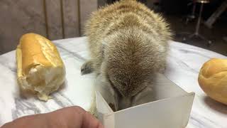 ミーアキャットに餌を与える時間time to give food for meerkat |Petslover