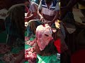 magnificent meat cutting 🥩🍖 beef meat market